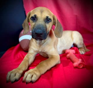 Laramie- Puppy  Acac Litter - Labrador Retriever