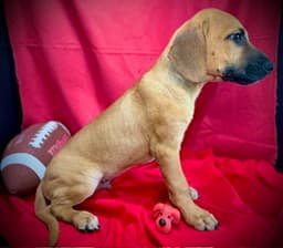 Laramie- Puppy  Acac Litter image 2