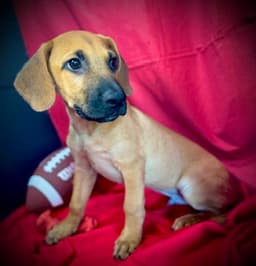 Laramie- Puppy  Acac Litter image 3