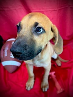 Laramie- Puppy  Acac Litter image 4