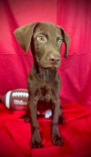 Rawlings- Puppy  Acac Litter - Labrador Retriever