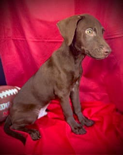 Rawlings- Puppy  Acac Litter image 2