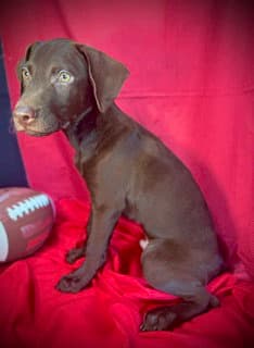 Rawlings- Puppy  Acac Litter image 3