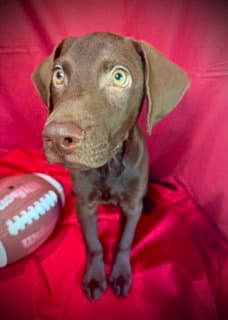 Rawlings- Puppy  Acac Litter image 4