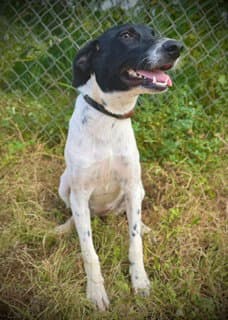 Eastlynn - Australian Cattle Dog/Blue Heeler