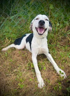 Westlynn - Australian Cattle Dog/Blue Heeler