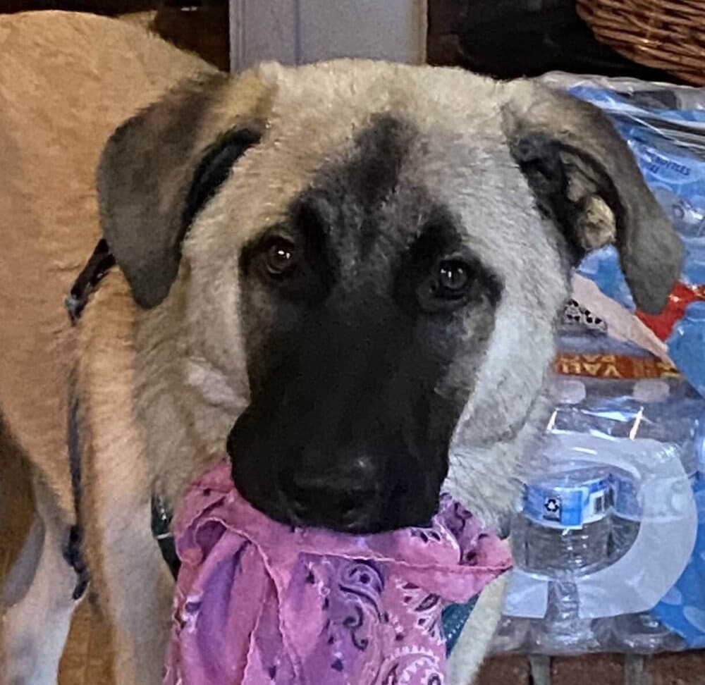 Kylo - Anatolian Shepherd