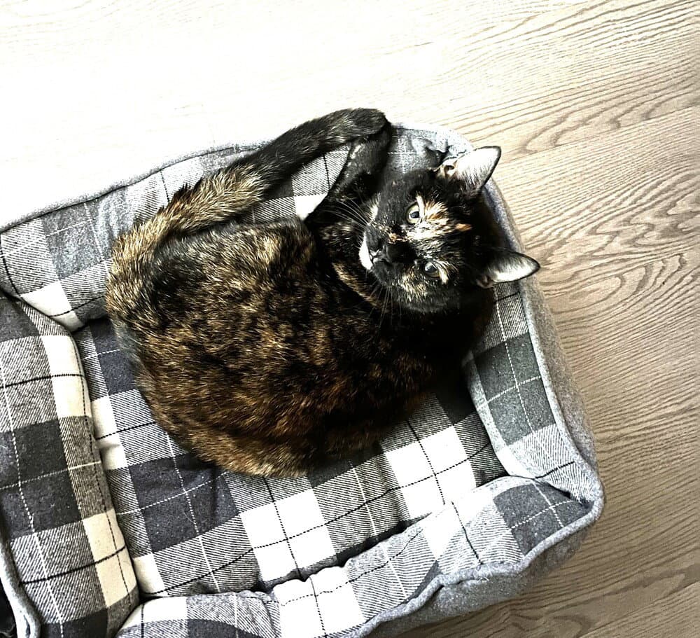Zz-Aster - Domestic Short Hair