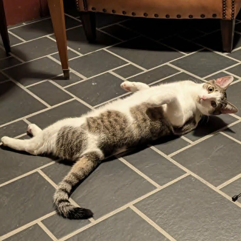 Brooks - Domestic Short Hair