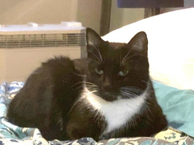 Zz-Momma Cat - Domestic Short Hair