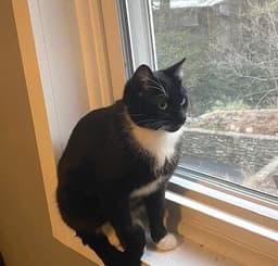 Zz-Momma Cat image 2