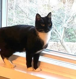 Zz-Momma Cat image 3