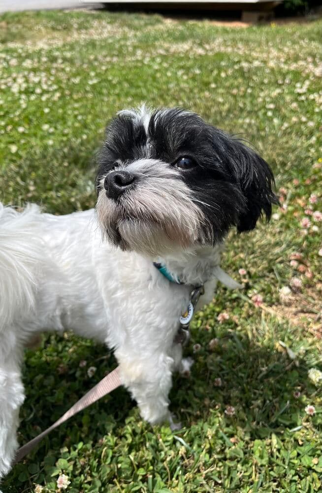 Bandit - Maltese