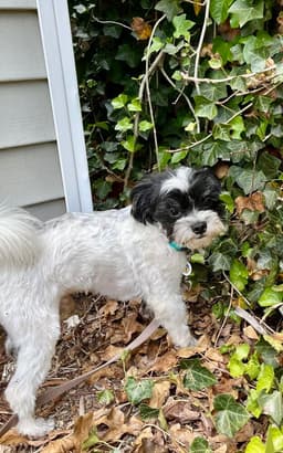 Bandit image 2