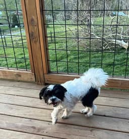 Bandit image 4