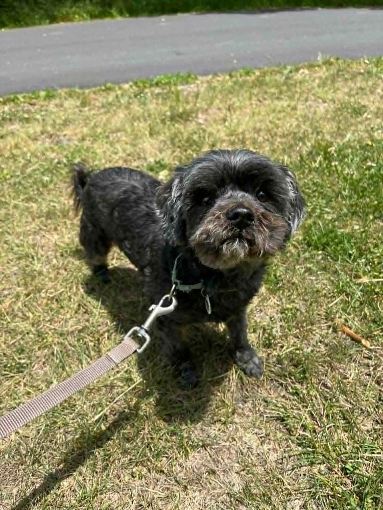 Griffy - Terrier