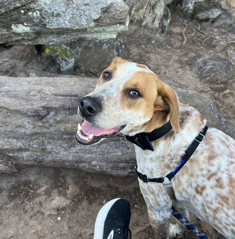 Zz Jax - Hound