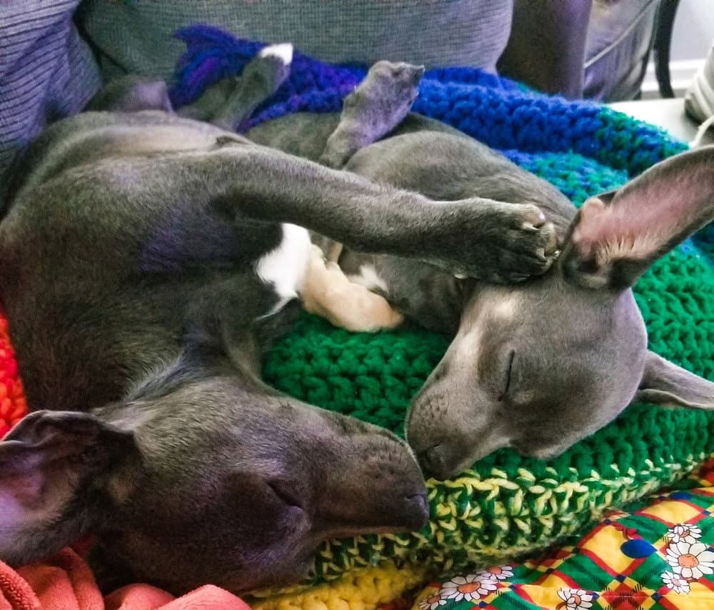 Zz Tom And Jerry - Chihuahua