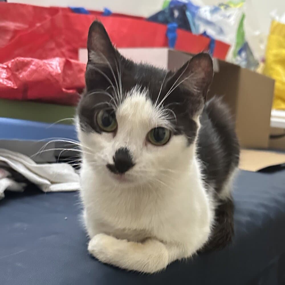 Seraphina - Domestic Short Hair