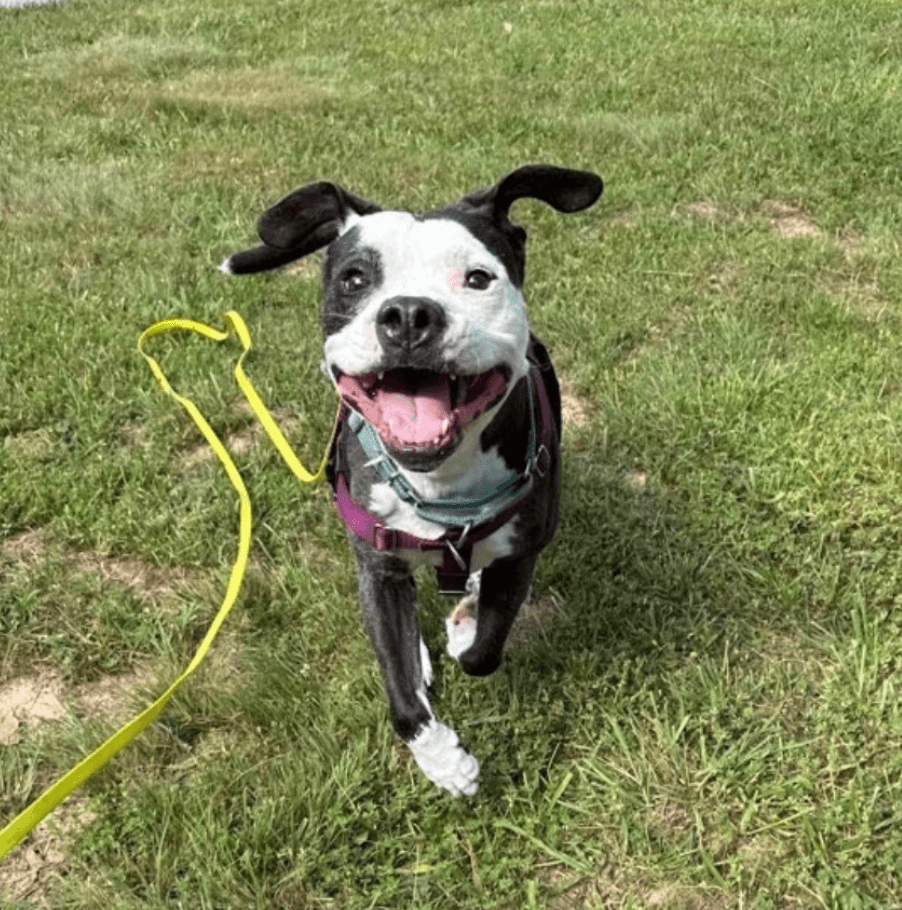Zz Domino - Pit Bull Terrier