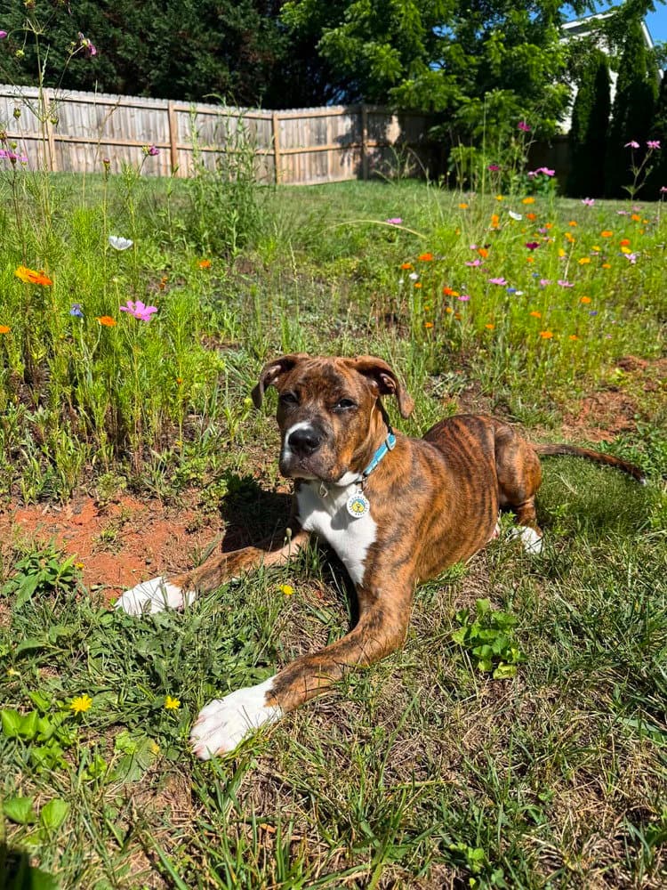Blaze - Terrier