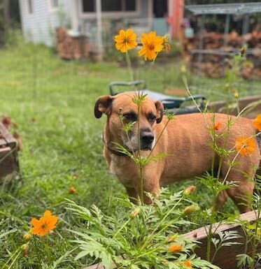 Gretchen - Terrier