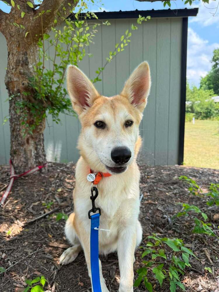 Oatmeal - Husky