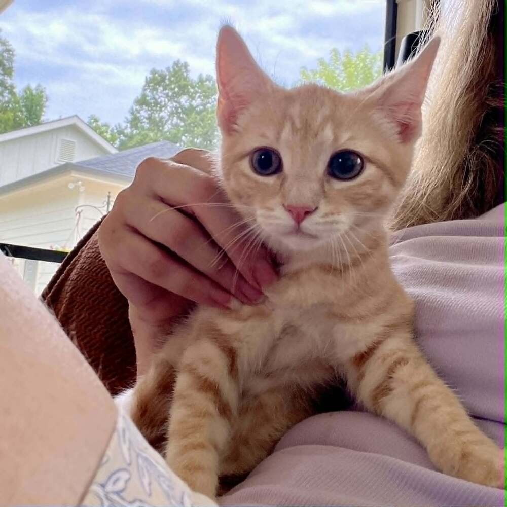 Rom - Domestic Short Hair