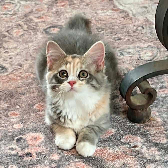 Rosette - Domestic Medium Hair