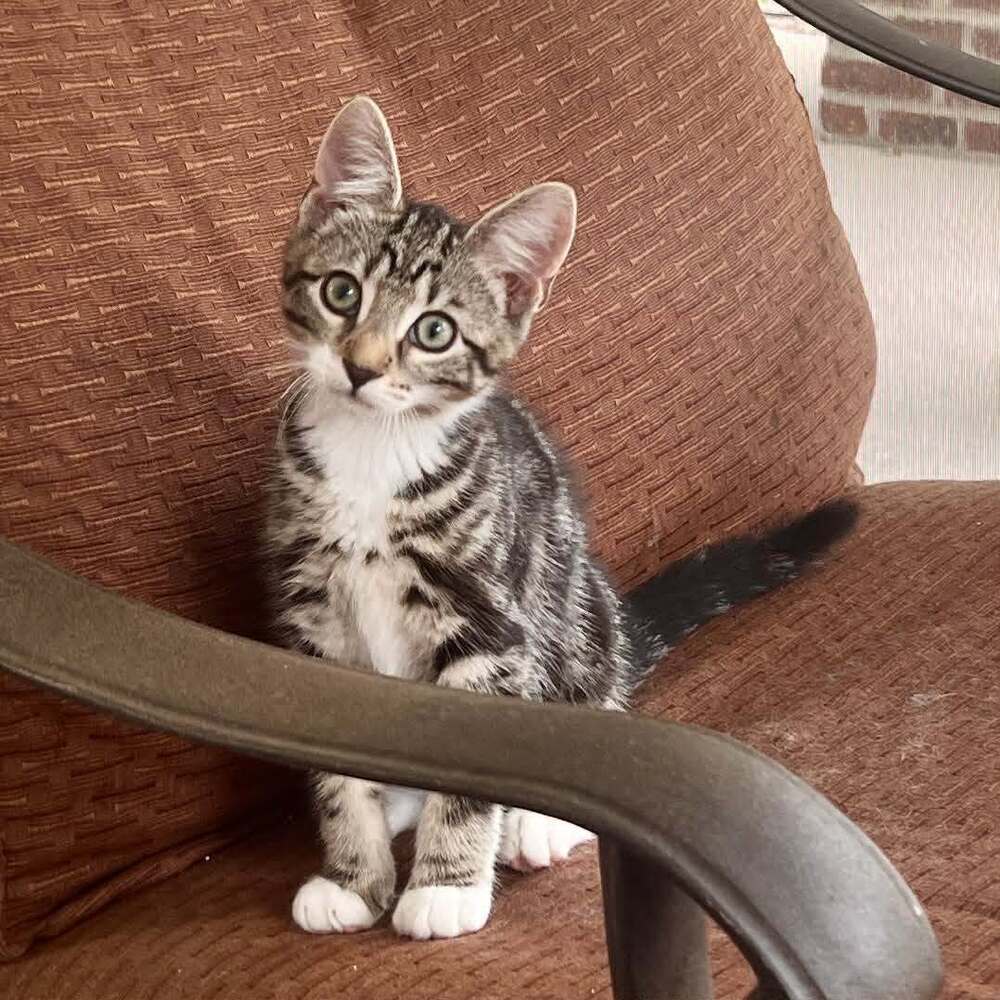 Macon - Domestic Short Hair