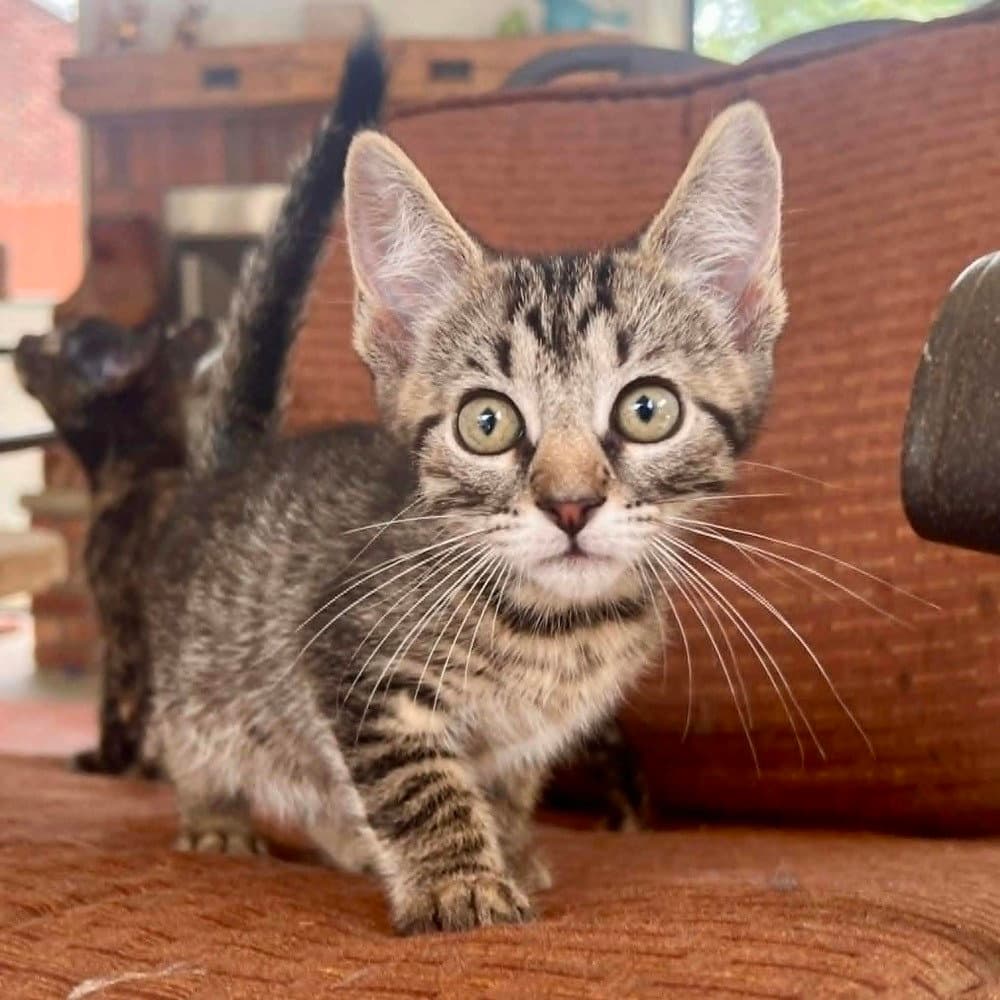 Goober - Domestic Short Hair