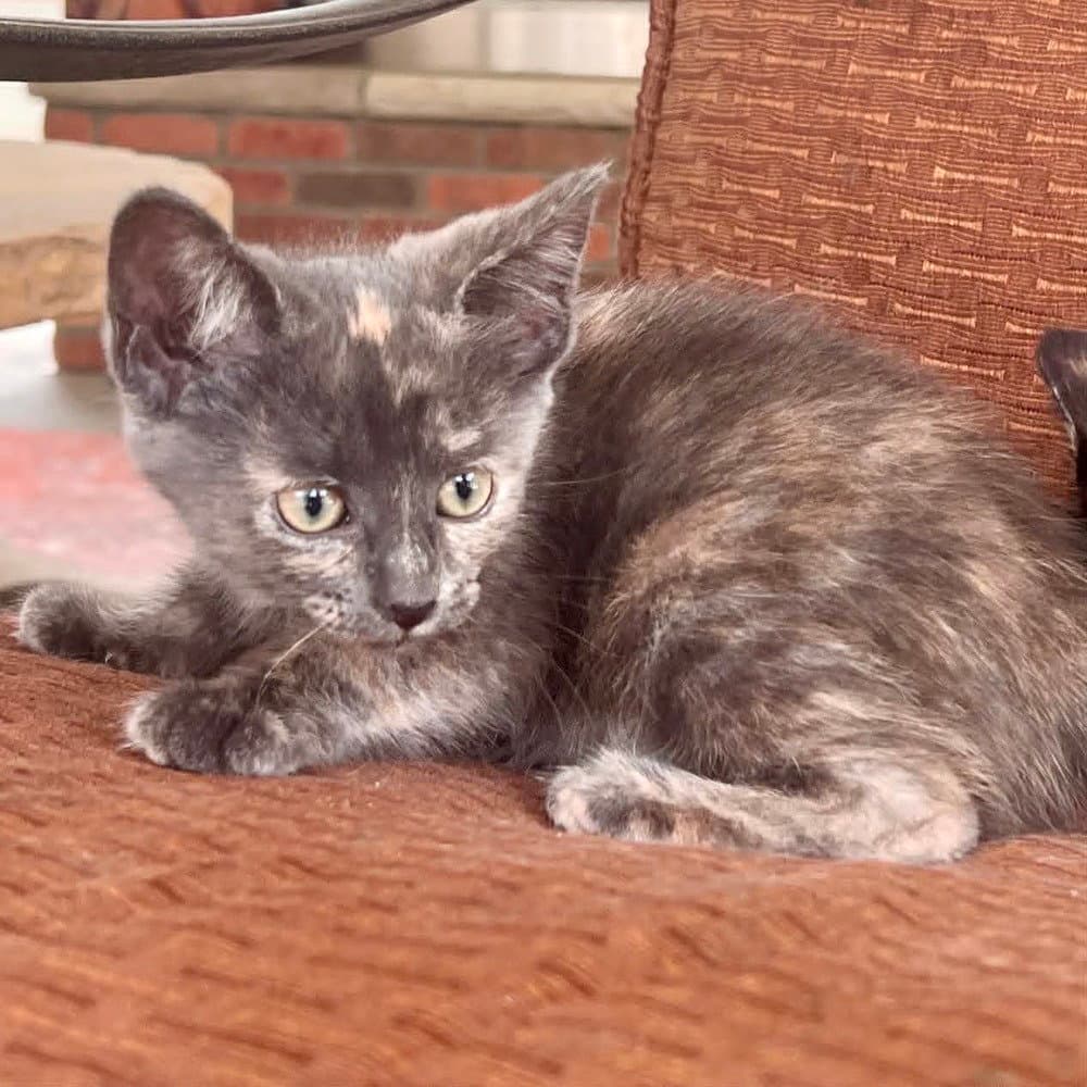 Raisinet - Domestic Short Hair