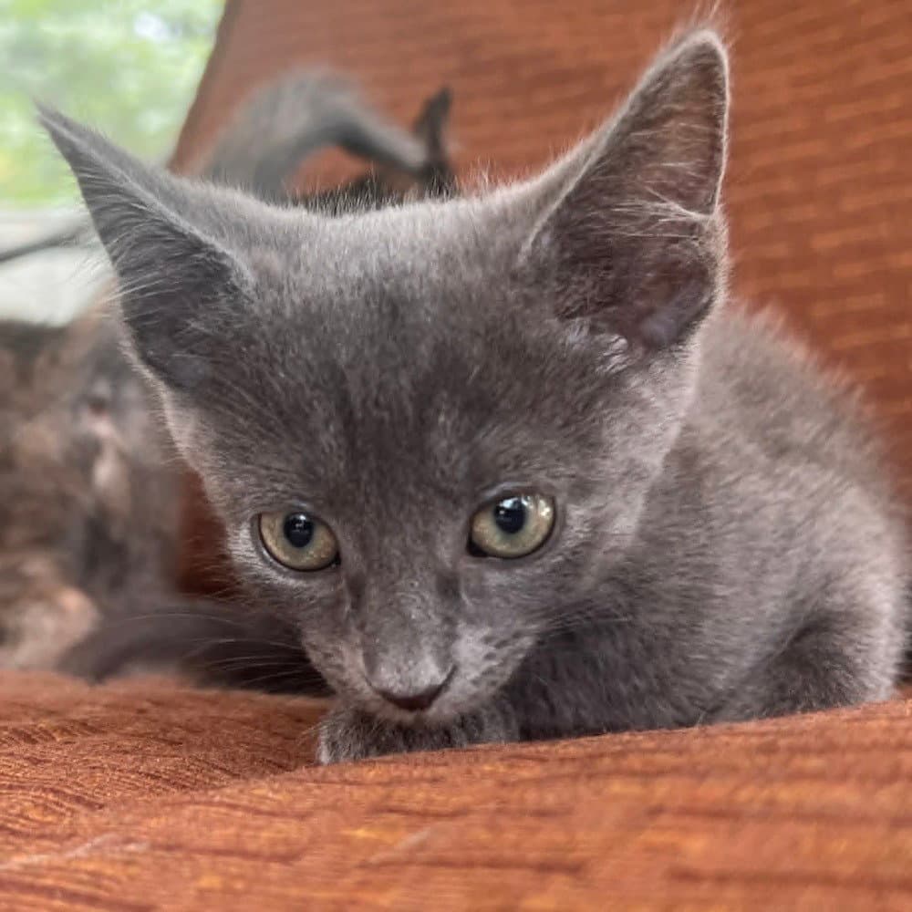 Whopper - Domestic Short Hair
