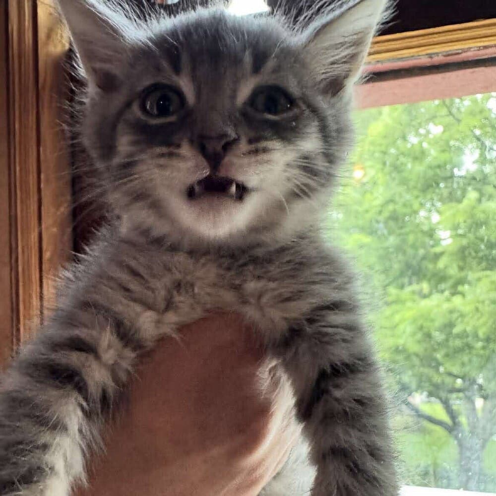 Brimstone - Domestic Short Hair