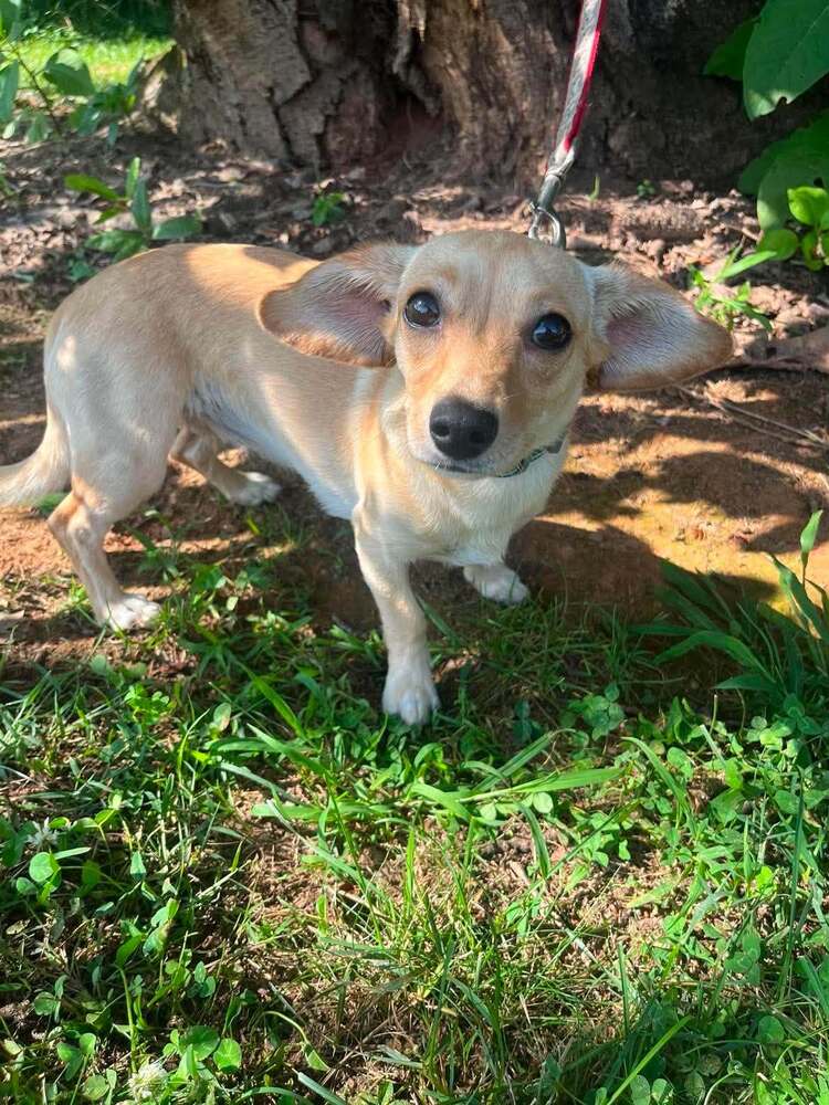 Elle Woods - Chihuahua