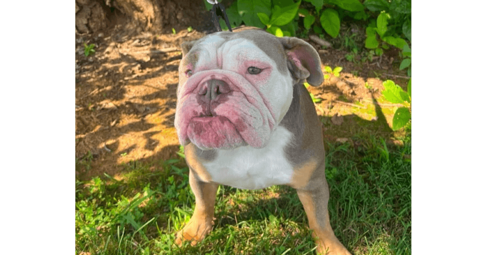 Korra - Bulldog