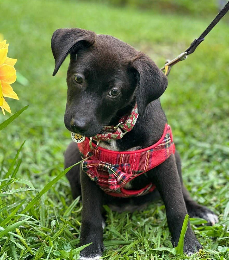 Kula - Terrier