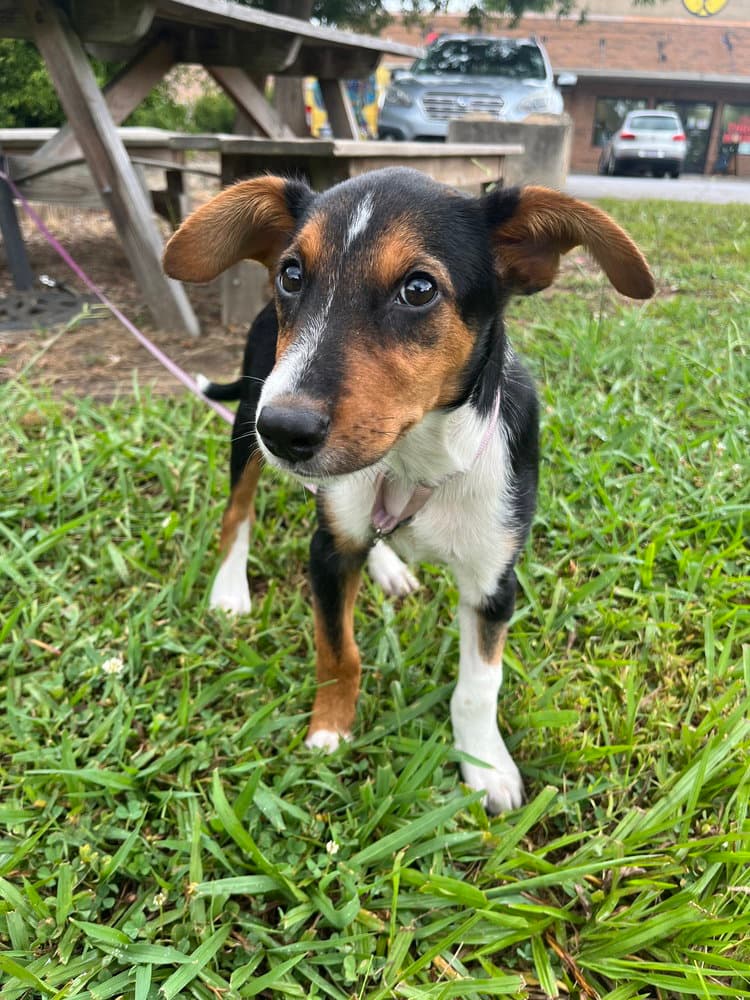 Elian - Terrier