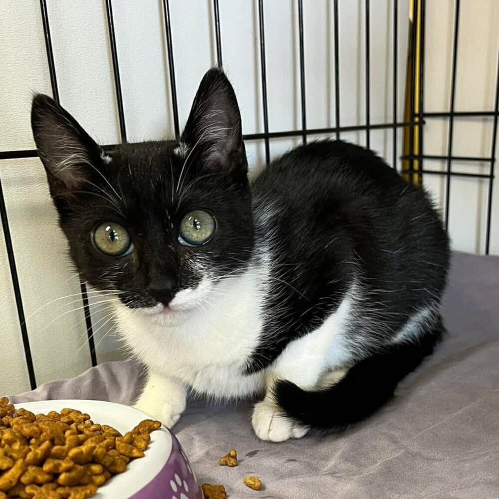 Cowgirl - Domestic Short Hair