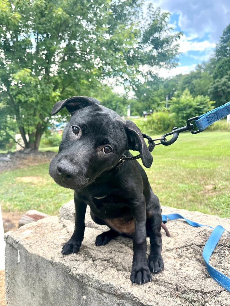 Gogo - Terrier