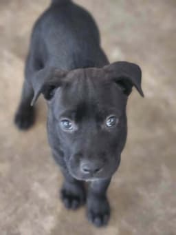 Sir Cedric image 1