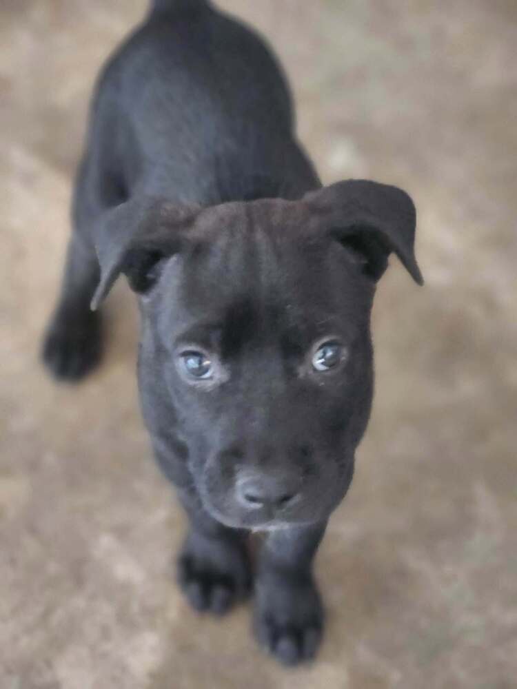 Sir Cedric - Terrier