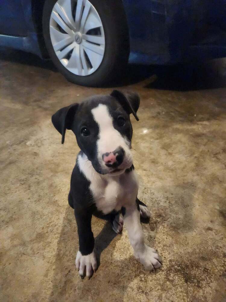 Polka Dot - Terrier