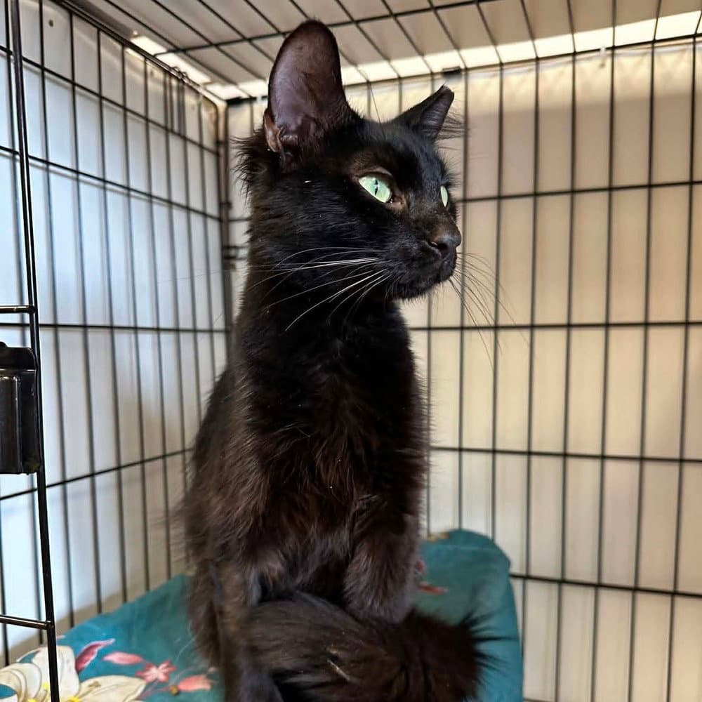 Yulian - Domestic Medium Hair