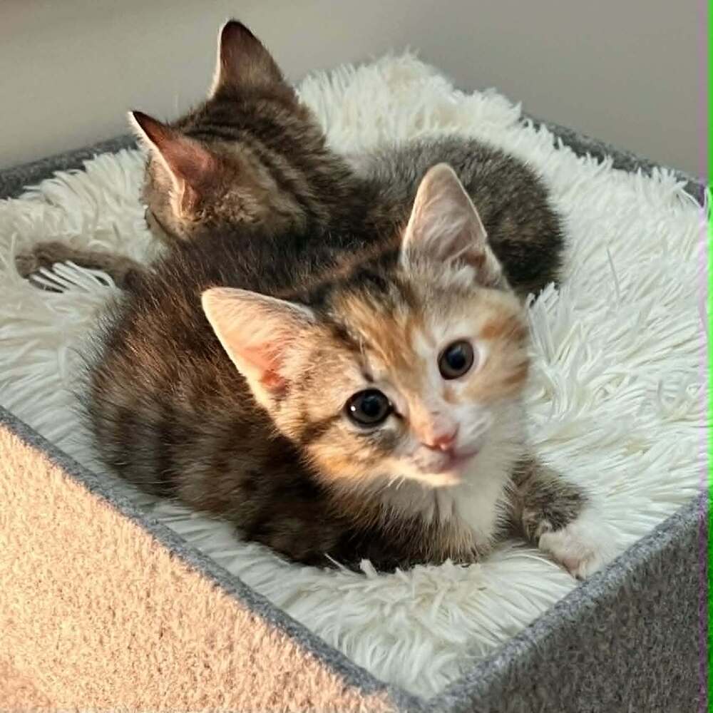Quesadilla - Domestic Short Hair