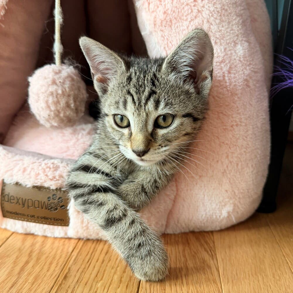 Ptah - Domestic Short Hair