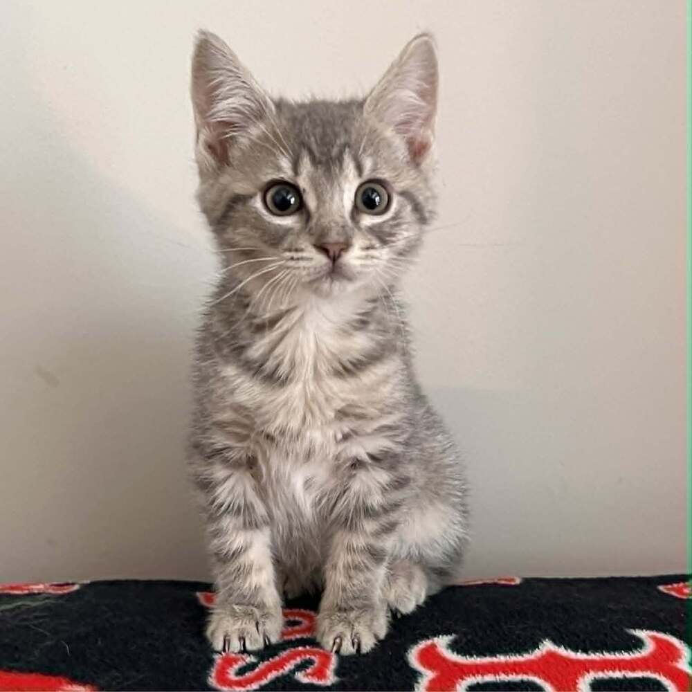 Flauta - Domestic Short Hair