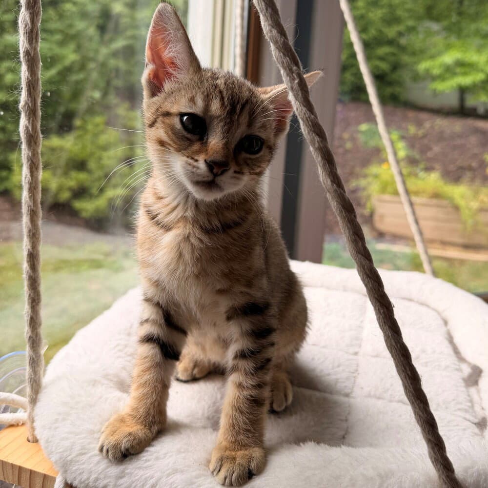 Shu - Domestic Short Hair