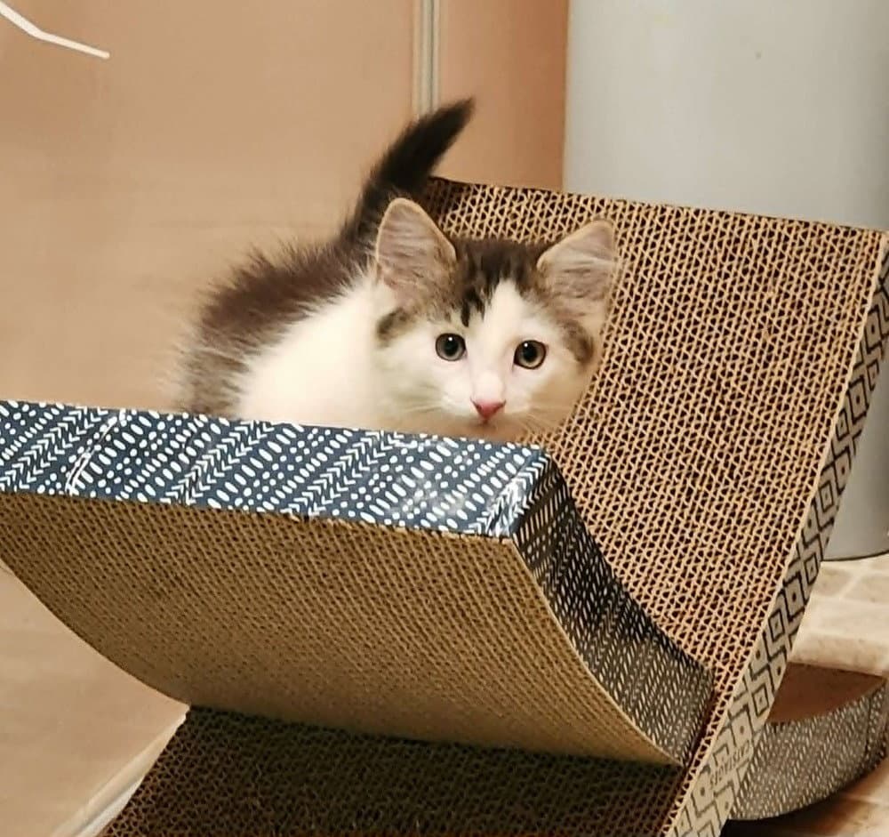 Wilma - Domestic Short Hair