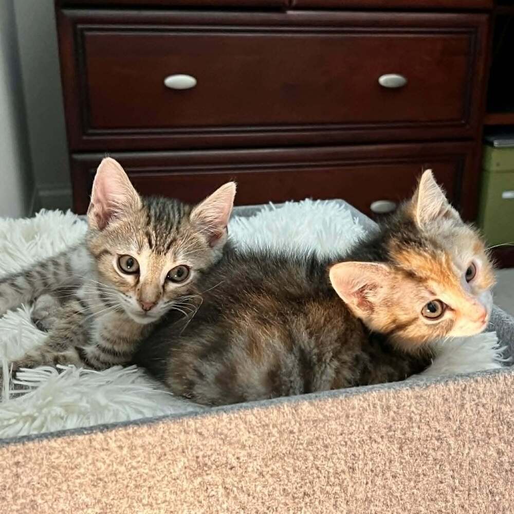 Carnitas - Domestic Short Hair